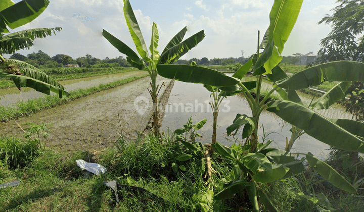 Di Jual Tanah Lahan Hijau Harga Rendah Cocok Untuk Investasi 2