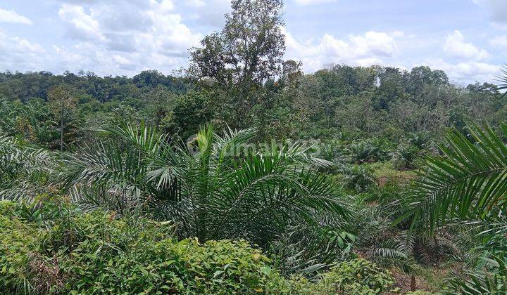 Tanah Murah Aset Mandiri, Maro Sebo Ilir, Jambi 2