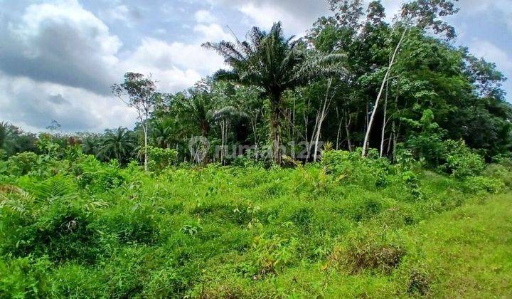 Tanah Murah Aset Mandiri, Mesuji Raya, Sumatera Selatan 2