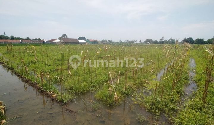 Tanah Murah Aset Mandiri, Kabupaten Banyuwangi