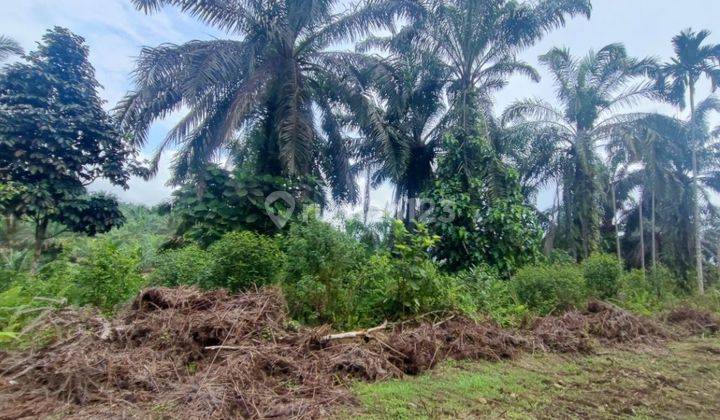 Tanah Murah Aset Mandiri, Tigo Nagari, Sumatera Barat