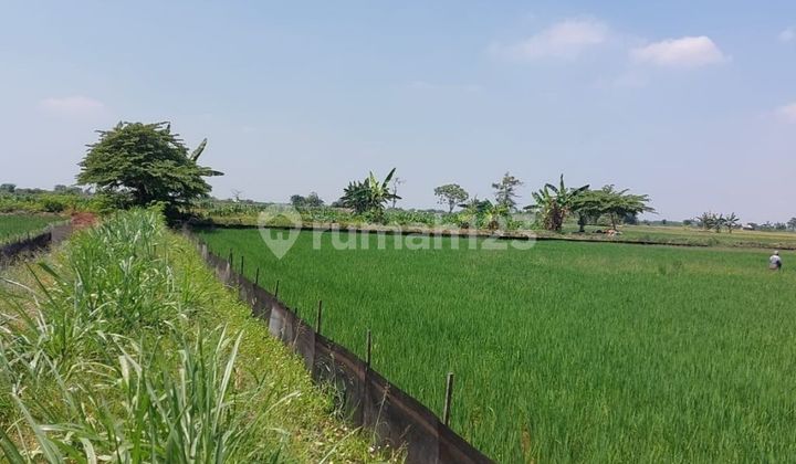 Tanah Murah Aset Mandiri, Kabupaten Tuban