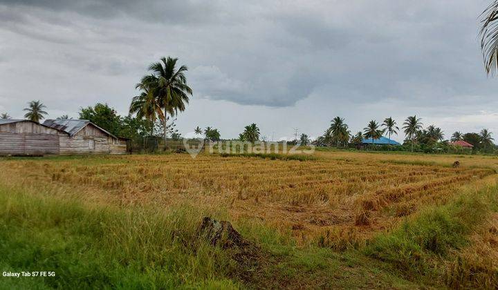Tanah Aset Mandiri, Merauke, Papua Selatan 2