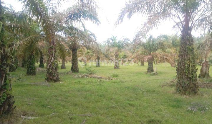 Tanah Murah Aset Mandiri, Sumay, Jambi