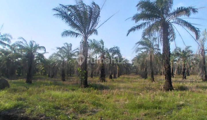 Tanah Murah Aset Mandiri, Rumbia, Lampung 2