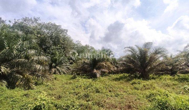 Tanah Murah Aset Mandiri, Sitiung, Sumatera Barat 2