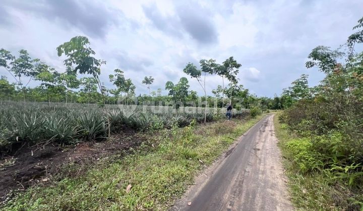 Tanah Murah Aset Mandiri, Kelekar, Sumatera Selatan 2
