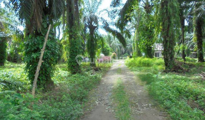 Tanah Murah Aset Mandiri, Pasaman, Sumatera Barat