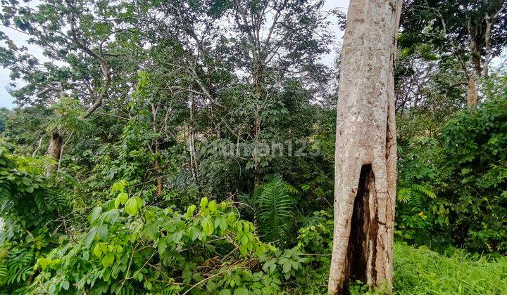 Tanah Murah Aset Mandiri, Pulau Punjung, Sumatera Barat 2