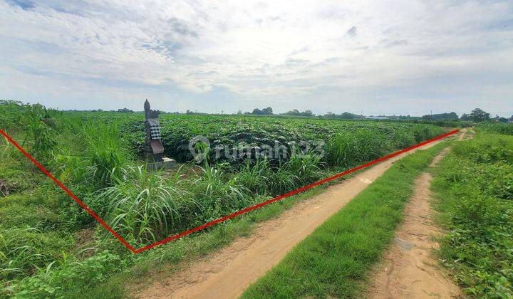 Tanah Murah Aset Mandiri, Lampung Tengah, Lampung 2