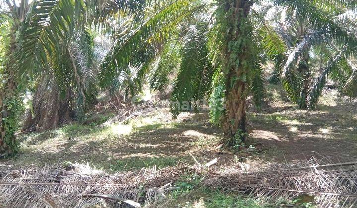 Tanah Murah Aset Mandiri, Batang Masumai, Jambi