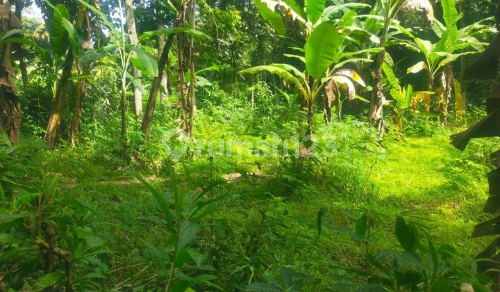 Tanah Murah Aset Mandiri, Kabupaten Jember