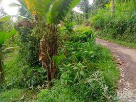 Tanah Murah Aset Mandiri, Buleleng, Bali 2