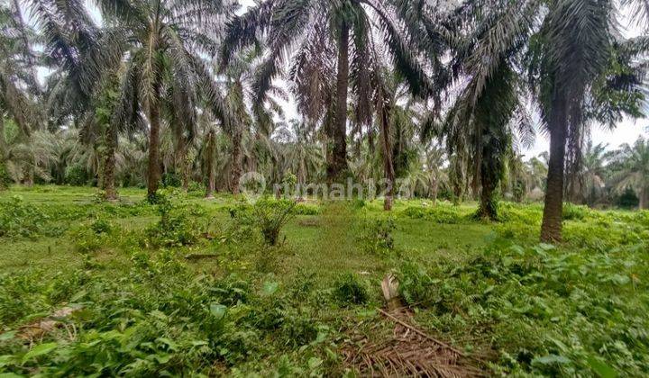 Tanah Murah Aset Mandiri, Pondok Kelapa, Bengkulu