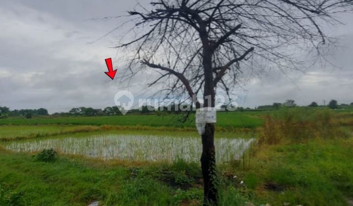 Cheap Land Independent Asset, Gresik Regency