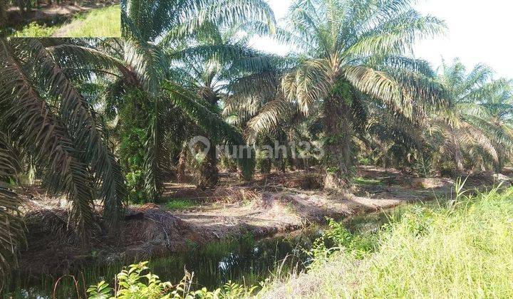 Tanah Murah Aset Mandiri, Air Kumbang, Sumatera Selatan