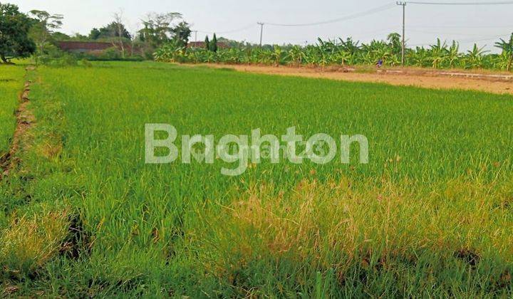 Sawah Produktif akses jalan bagus. Benjeng Gresik 2