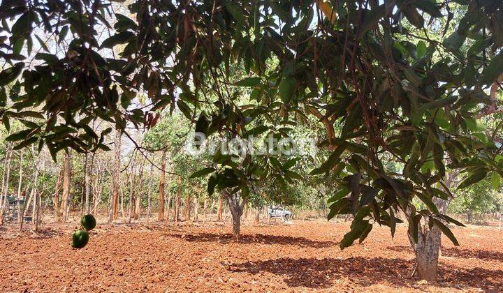 KEBUN MANGGA PRODUKTIF 1