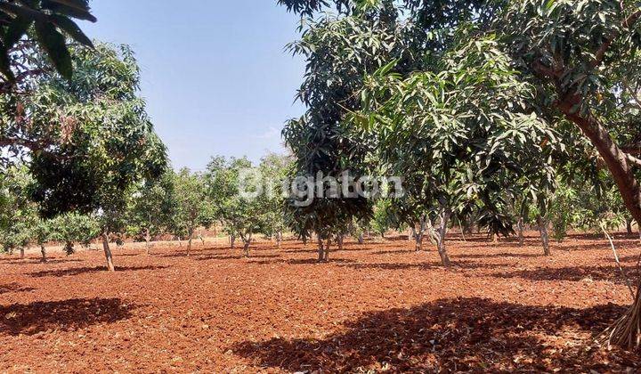 KEBUN MANGGA PRODUKTIF 2