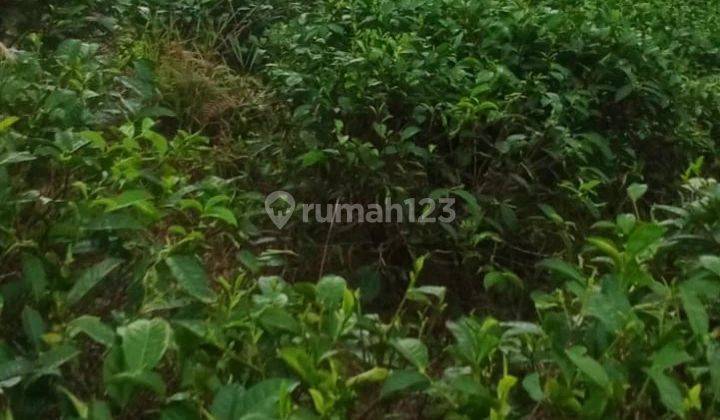 Tanah Tegalan Kebun Teh Inti Rakyat, Murah, Strategis Agrowisata Ketinggian 1.150 MDPL 2