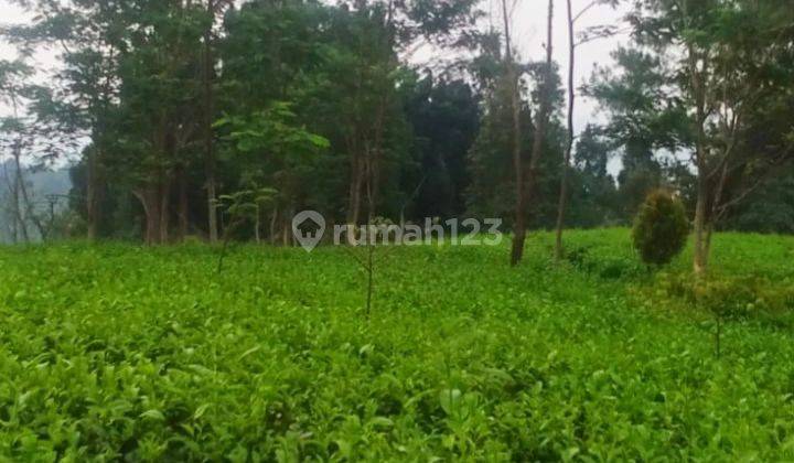 Tanah Tegalan Kebun Teh Inti Rakyat, Murah, Strategis Agrowisata Ketinggian 1.150 MDPL 1