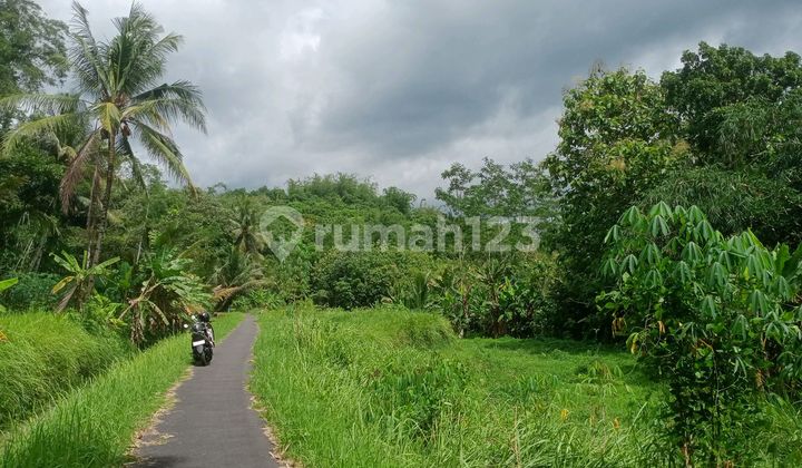 Cheap Productive Rice Field in Sukosari, Bandongan, Magelang, Area 2,750m² Cheap Productive Rice Field in Sukosari, Bandongan, Magelang, Area 2,750m²