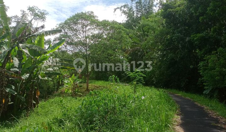 Cheap Productive Rice Field in Sukosari, Bandongan, Magelang, Area 2,750m² Cheap Productive Rice Field in Sukosari, Bandongan, Magelang, Area 2,750m²
