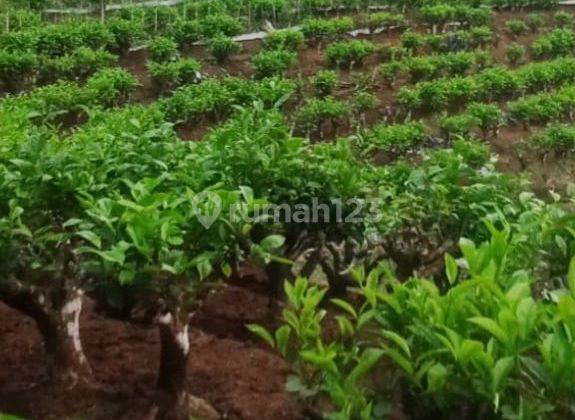 Tanah Tegalan Kebun Teh Inti Rakyat, Murah, Strategis Agrowisata Ketinggian 1.150 MDPL 2