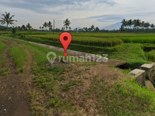 Sawah Produktif Murah Dan Luas Di Permitan Mertoyudan Magelang Sawah Produktif Murah Dan Luas Di Permitan Mertoyudan Magelang