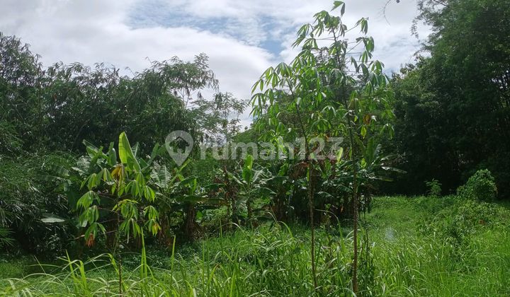 Sawah Murah di Sukosari Bandongan Magelang