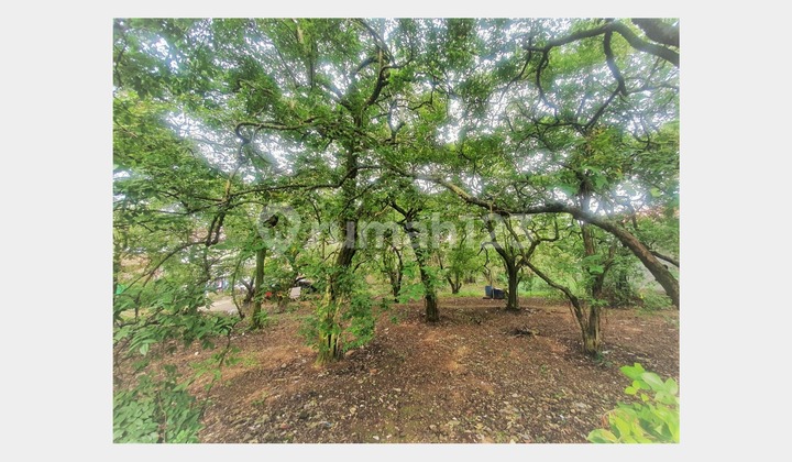 Tanah SHM Lahan Luas di Rangkapan Jaya, Depok