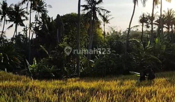 Villa Baru Sangat Asri Dekat Cemagi Beach Bali 2