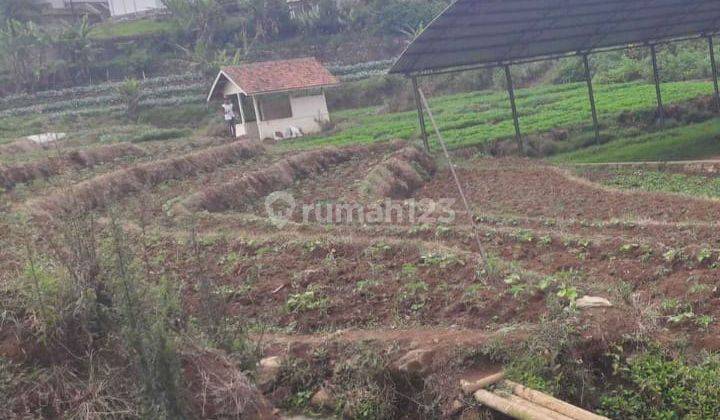 Dijual Tanah Sawah Kp Gandasoli Desa Panyocokan Ciwidey 2