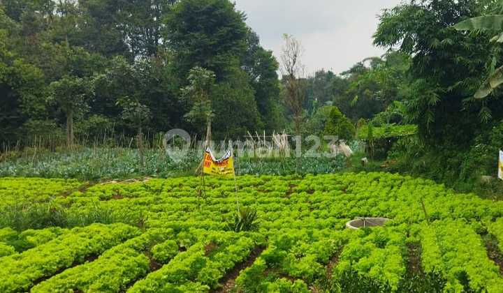 Tanah dekat Floating Market Lembang Jl. Areng Girang Kulon Tanah dekat Floating Market Lembang Jl. Areng Girang Kulon