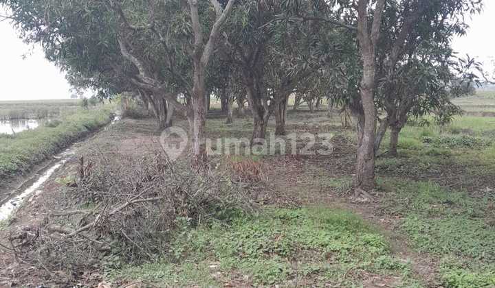 Quick Sale of 1.8ha Dense Land in Krangkeng Indramayu Cirebon Quick Sale of 1.8ha Dense Land in Krangkeng Indramayu Cirebon