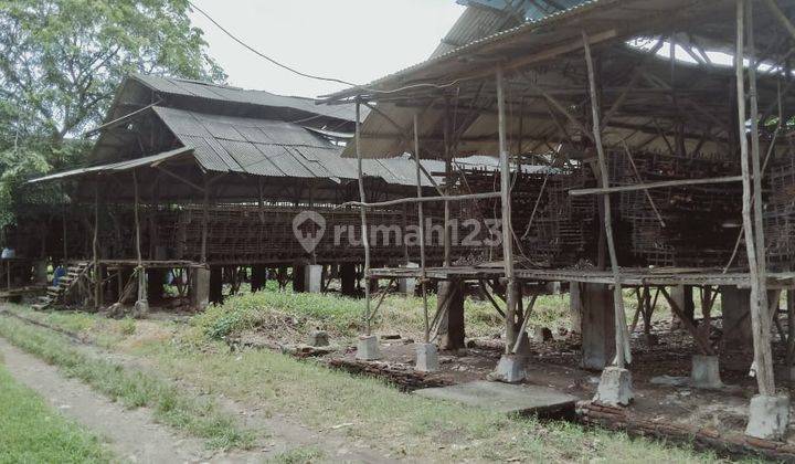 Peternakan Ayam Petelur Di Desa Kemiri, Tangerang 2