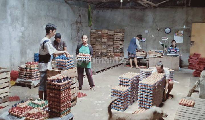 Peternakan Ayam Petelur Di Desa Kemiri, Tangerang 2