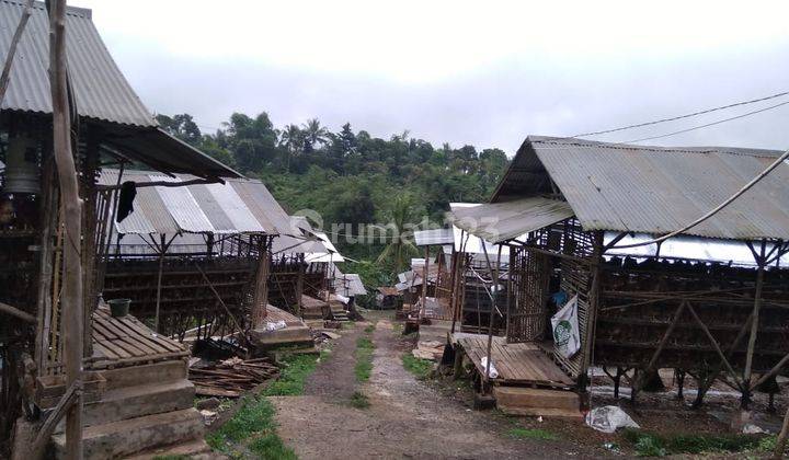 Investasi Peternakan Ayam Petelur Di Daerah Bogor 2