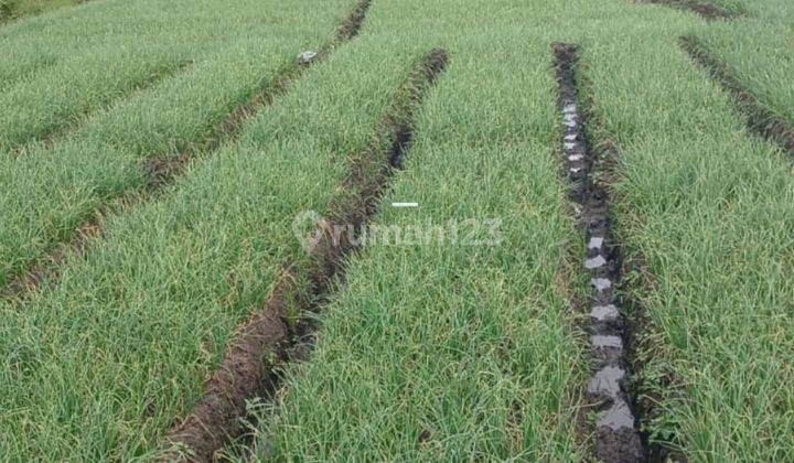 TANAH SAWAH SUBUR HARGA ISTIMEWA DI JUNREJO KOTA BATU. 1