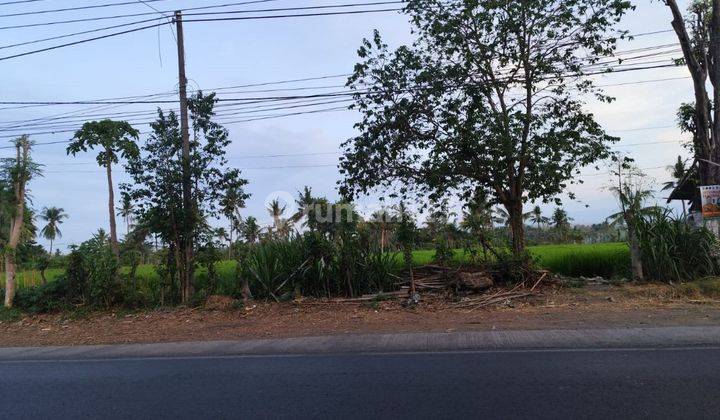 TANAH SUBUR PINGGIR JALAN RAYA HARGA ISTIMEWA DI KOTA BONDOWOSO. 2