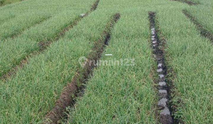 Tanah Murah Pinggir Jalan Subur Dan Strategis Di Pendem Junrejo Kota Batu  1