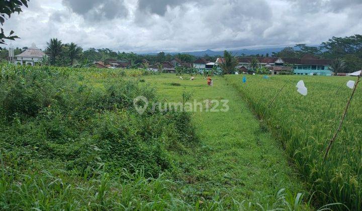 Tanah Poros Jalan Luas Dan Subur Di Kepanjen Kab Malang Tanah Poros Jalan Luas Dan Subur Di Kepanjen Kab Malang