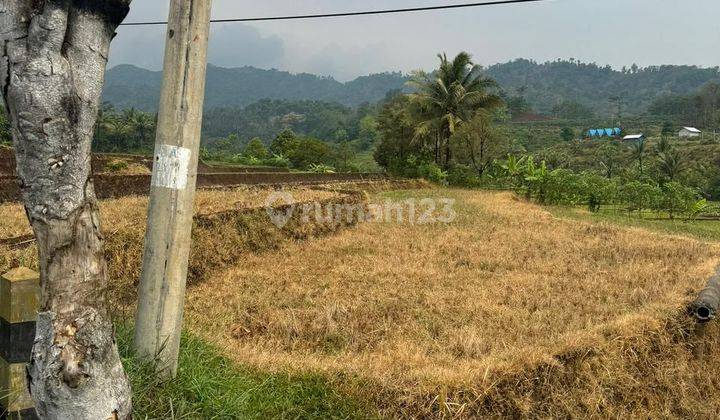 Tanah Sawah Luas Poros Jalan Bagus Untuk Investasi Di Kasembon Malang  2