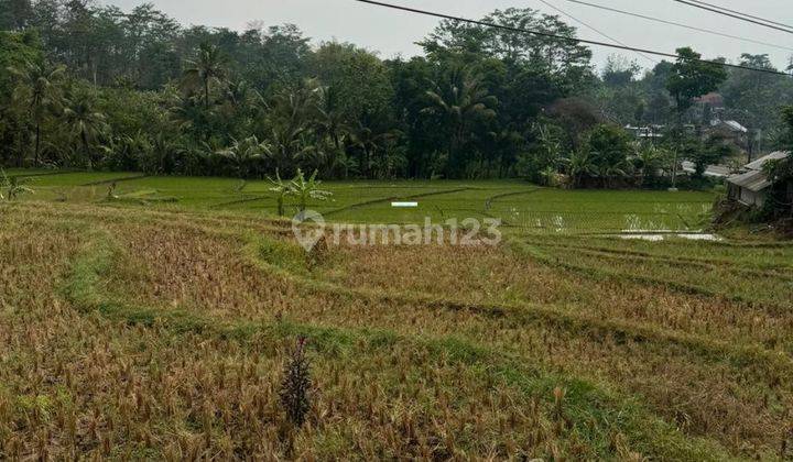 Tanah Sawah Di Poros Jalan Kondisi Subur Utk Tani Dan Inves Di Malang 1