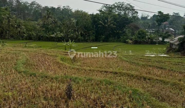 Tanah Sawah Luas Poros Jalan Bagus Untuk Investasi Di Kasembon Malang  1