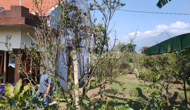 Rumah Plus Kebun Jeruk Segar Sejuk Untuk Healing Di Kota Batu 1