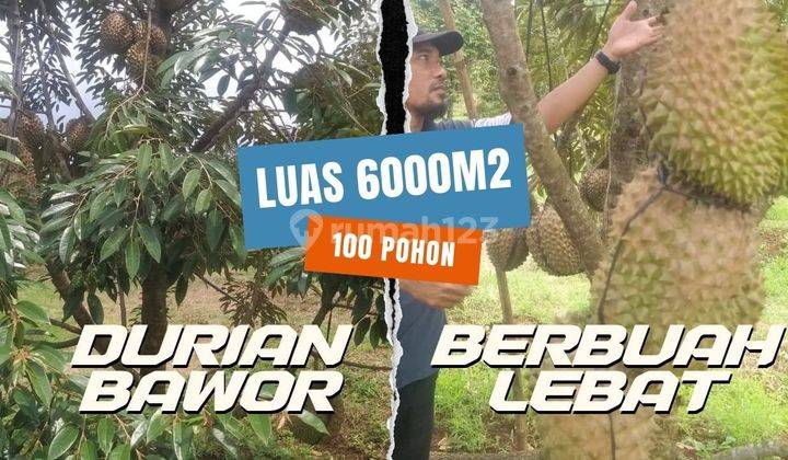 Jual Tanah Kebun Durian 6000m/² Siap Panen Di Rogoselo Pekalongan 2