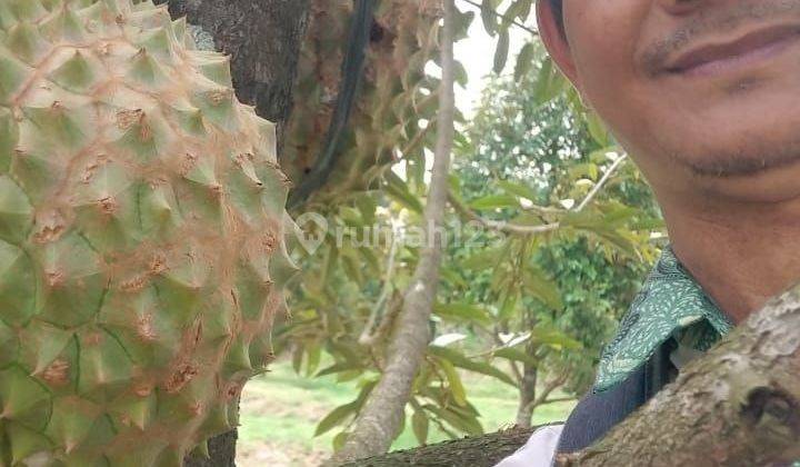 Jual Tanah Kebun Durian 6000m/² Siap Panen Di Rogoselo Pekalongan 2