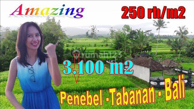 Jual Murah Tanah View Sawah Dan Gunung 31 Are di Penebel 1