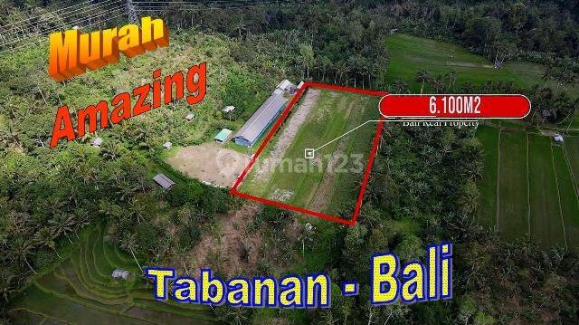 View of Rice Fields, Gardens and Mountains 6,100 M2 in Pupuan Tabanan 1